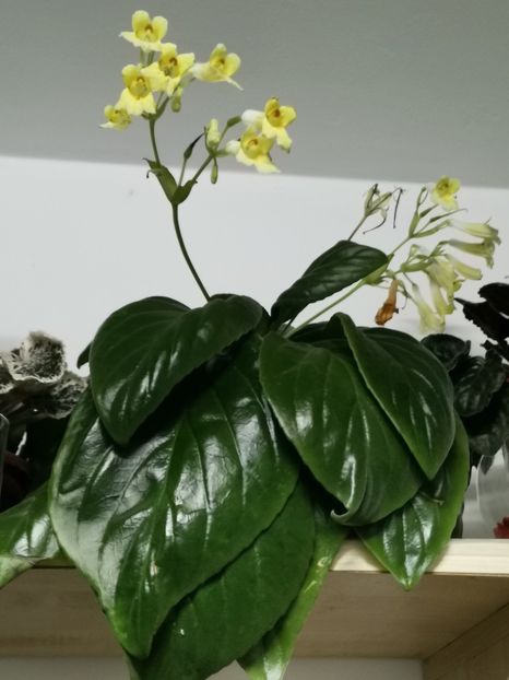  - Chirita Aiko de la Magda