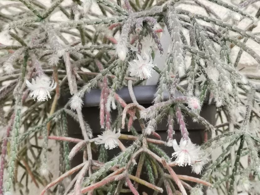  - Cactuși 2021