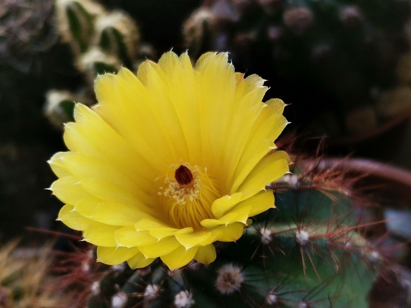  - Cactuși 2021