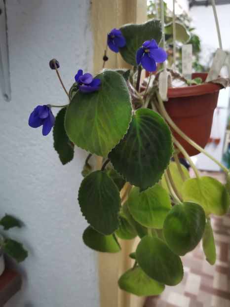  - Blue Tail Fly de la Tanase