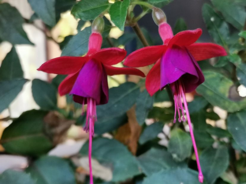  - Fuchsii 2021