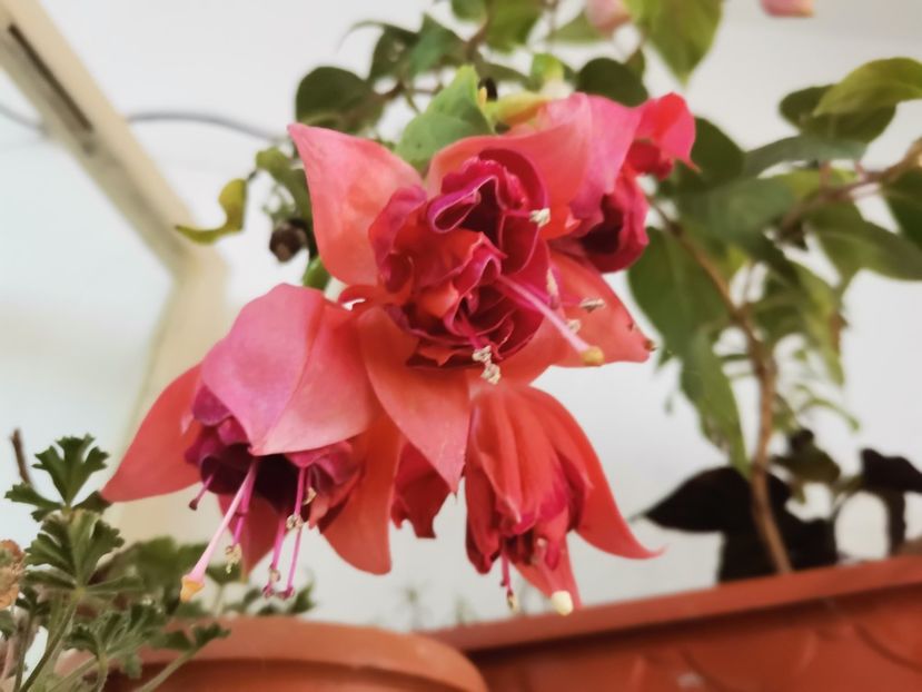  - Fuchsii 2021