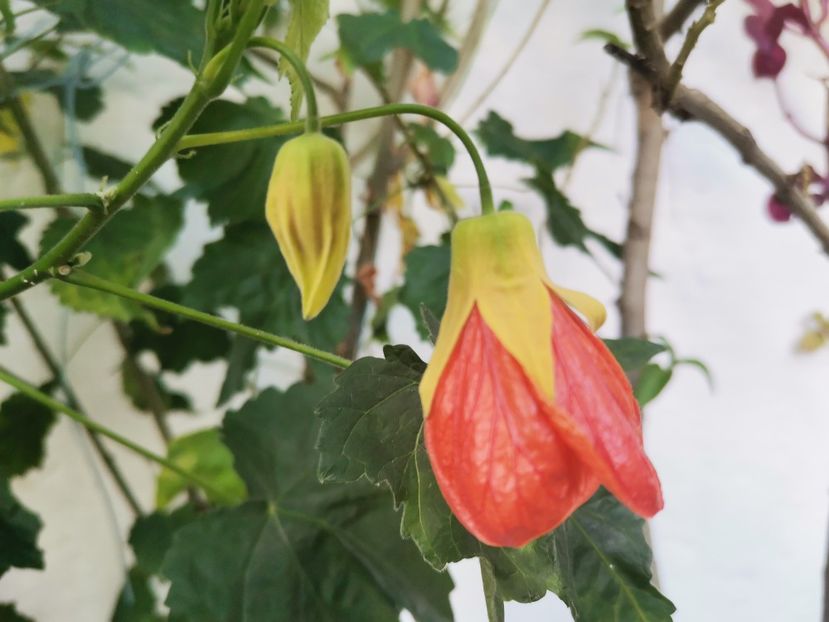  - Abutilon 2021