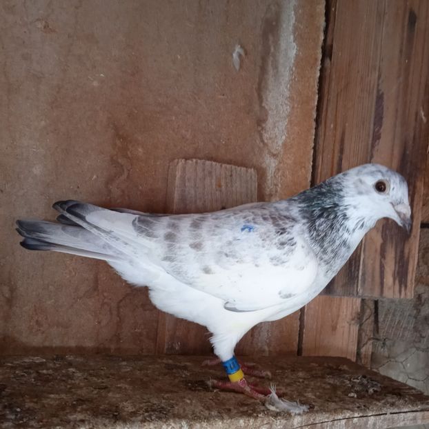 Femela 21-002....-Targoviste - Porumbei vanduti