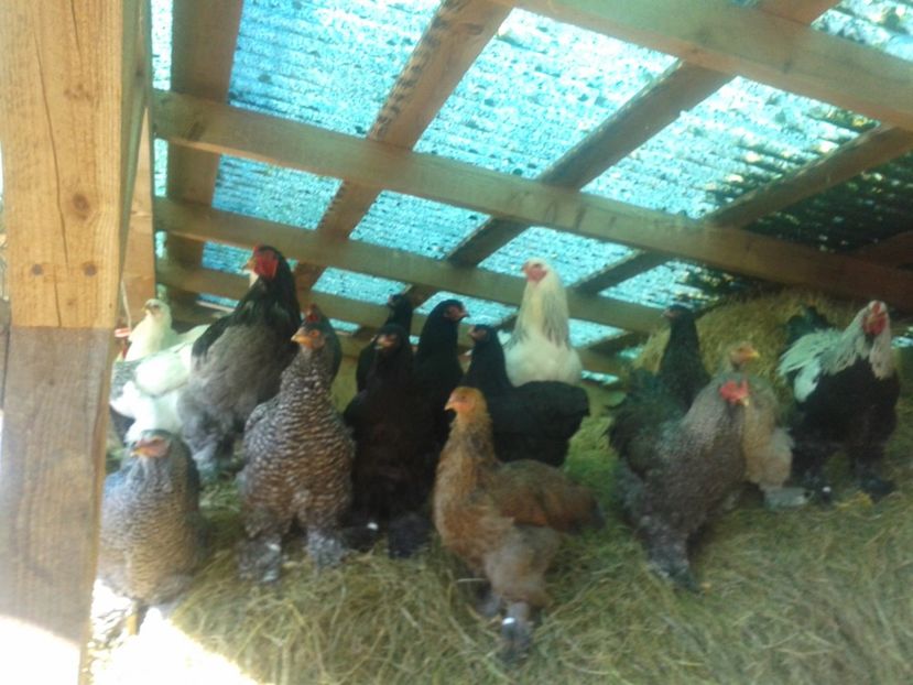 Fénykép0952 - BRAHMA 2021-2