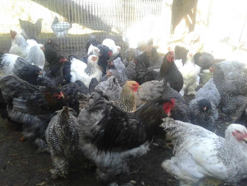 Fénykép0956 - BRAHMA 2021-2