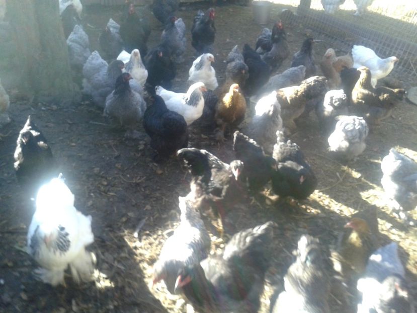 Fénykép0957 - BRAHMA 2021-2