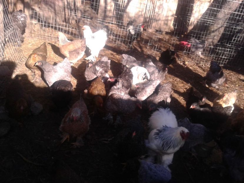 Fénykép0965 - BRAHMA 2021-2