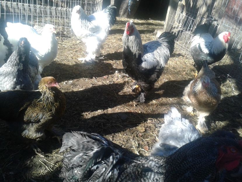 Fénykép0975 - BRAHMA 2021-2