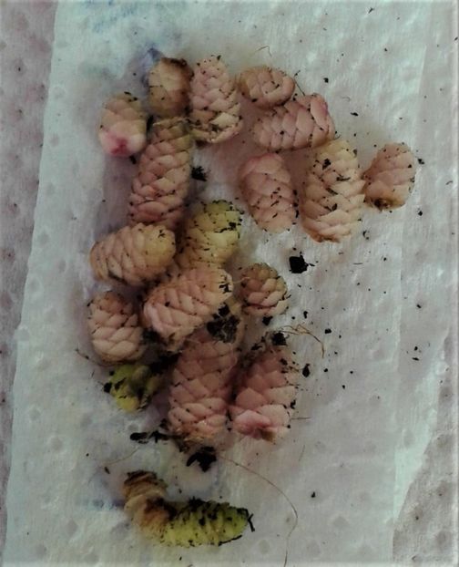  - Rizomii de achimenes 2021 2022