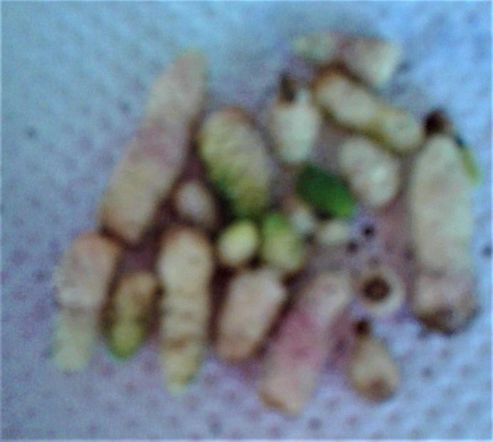  - Rizomii de achimenes 2021 2022