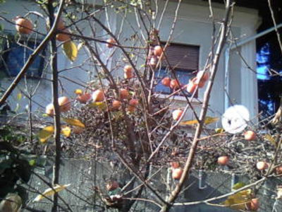  - Gradina mea