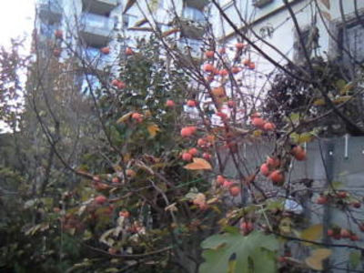  - Gradina mea