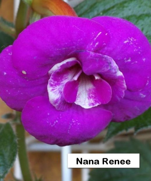 Nana Renee - Nana Renee