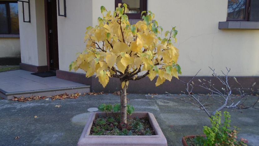 Mesteacan alb - Bonsai si prebonsai 2020-2023