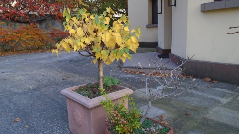 Mesteacan alb - Bonsai si prebonsai 2020-2023