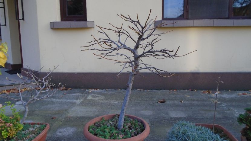 Liquidambar styraciflua - Bonsai si prebonsai 2020-2023
