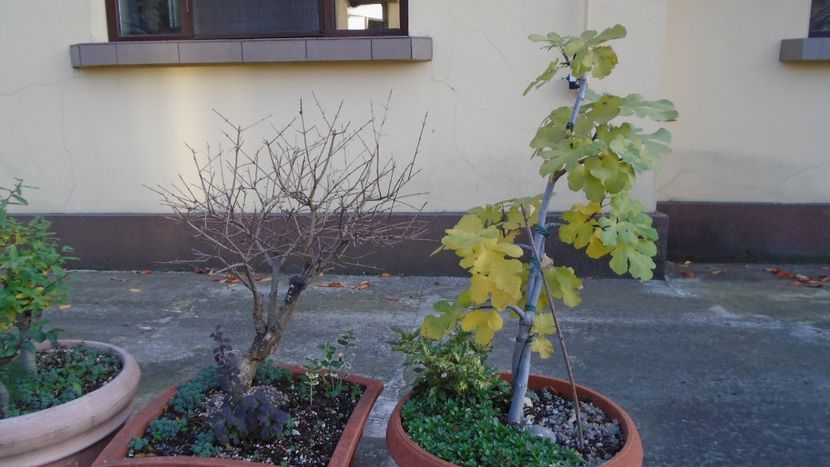 Rodiu & Smochin (Ficus carica) - Bonsai si prebonsai 2020-2023