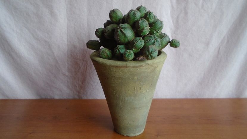 Euphorbia daisymontana (obesa x tubiglans) - Suculente-Agave-Yucca si Dracaena 2021