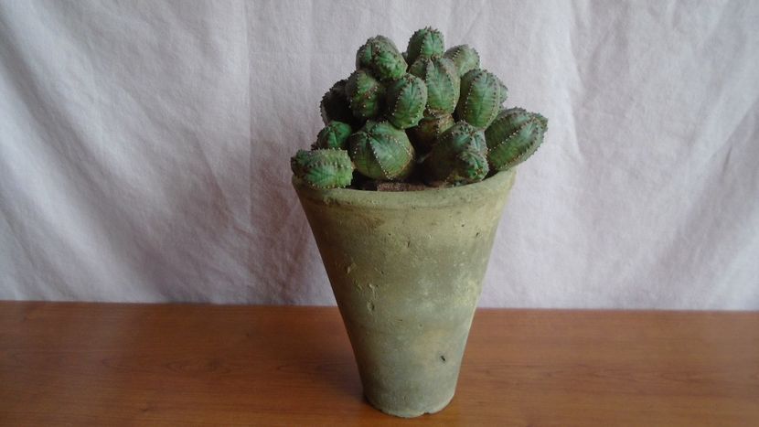 Euphorbia daisymontana (obesa x tubiglans) - Suculente-Agave-Yucca si Dracaena 2021