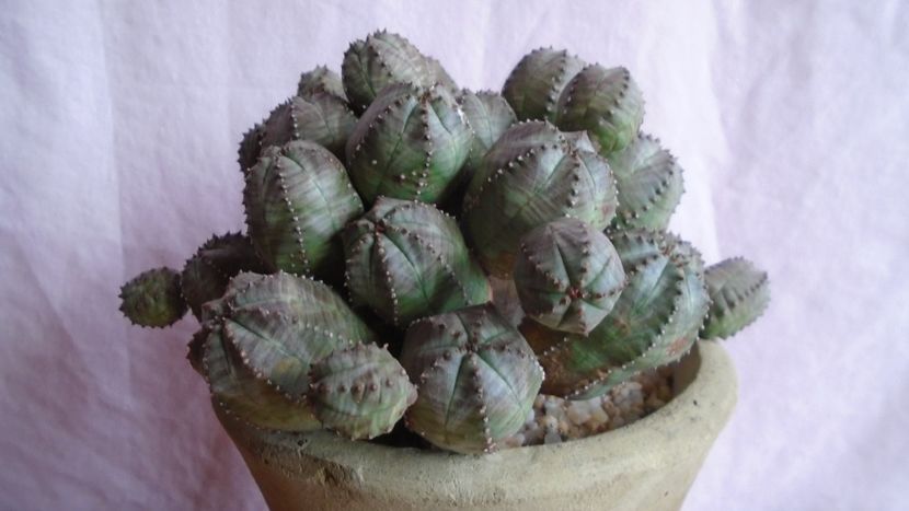 Euphorbia daisymontana (obesa x tubiglans) - Suculente-Agave-Yucca si Dracaena 2021