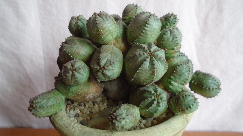 Euphorbia daisymontana (obesa x tubiglans) - Suculente-Agave-Yucca si Dracaena 2021