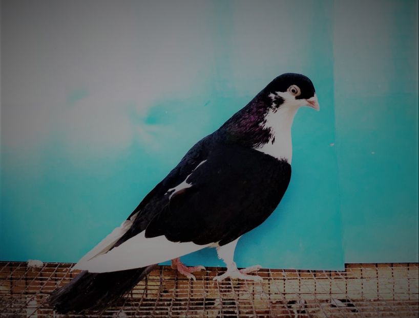 12561  mascul  2021_2 - tineret 2021