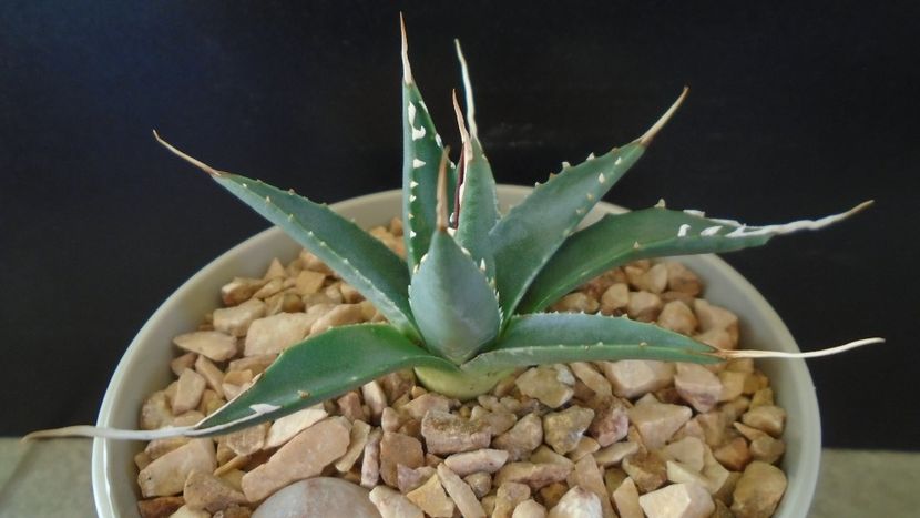 Agave utahensis - Suculente-Agave-Yucca si Dracaena 2021