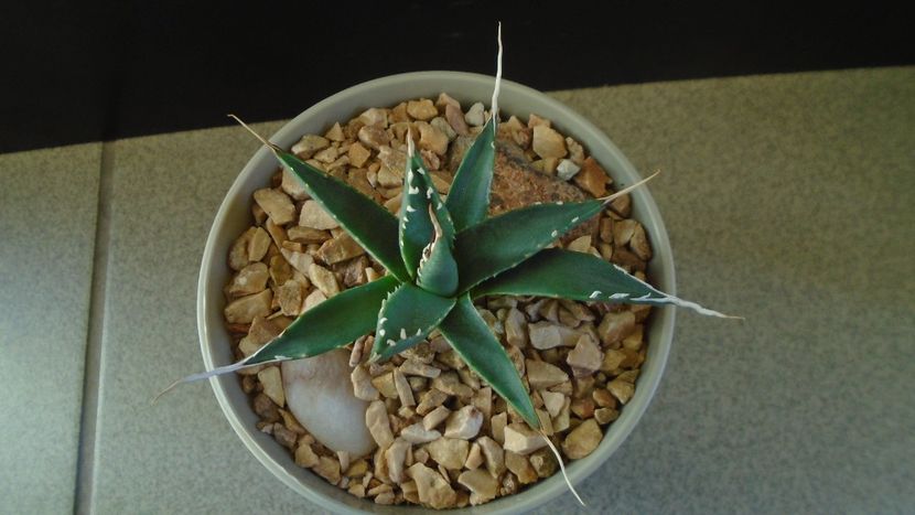 Agave utahensis - Suculente-Agave-Yucca si Dracaena 2021