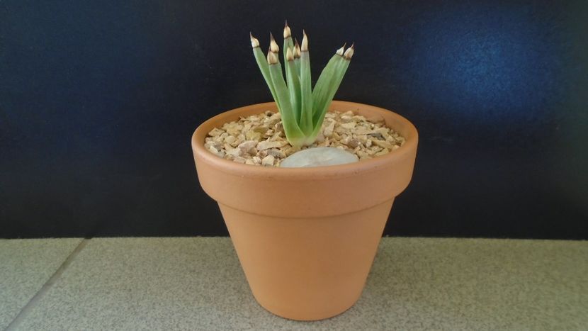 Agave albopilosa - Suculente-Agave-Yucca si Dracaena 2021