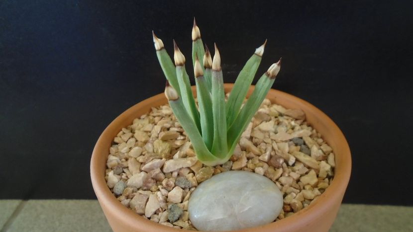 Agave albopilosa - Suculente-Agave-Yucca si Dracaena 2021