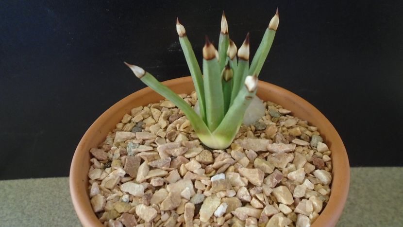 Agave albopilosa - Suculente-Agave-Yucca si Dracaena 2021