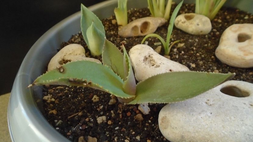 Lastari de agave: striata f. minima, gypsophila, parryi f. minima - Suculente-Agave-Yucca si Dracaena 2021