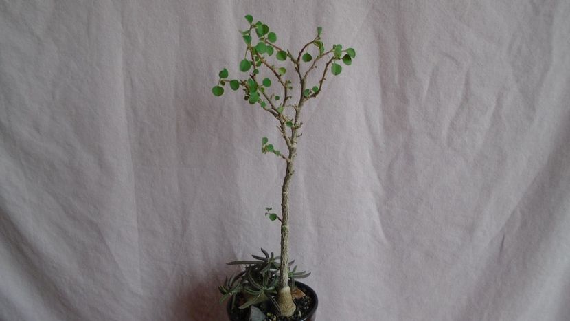 Euphorbia cylindrifolia & Euphorbia misera - Caudiciforme - pachycaule si bulboase 2021