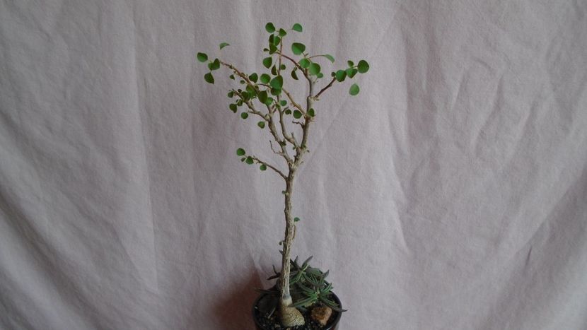 Euphorbia cylindrifolia & Euphorbia misera - Caudiciforme - pachycaule si bulboase 2021