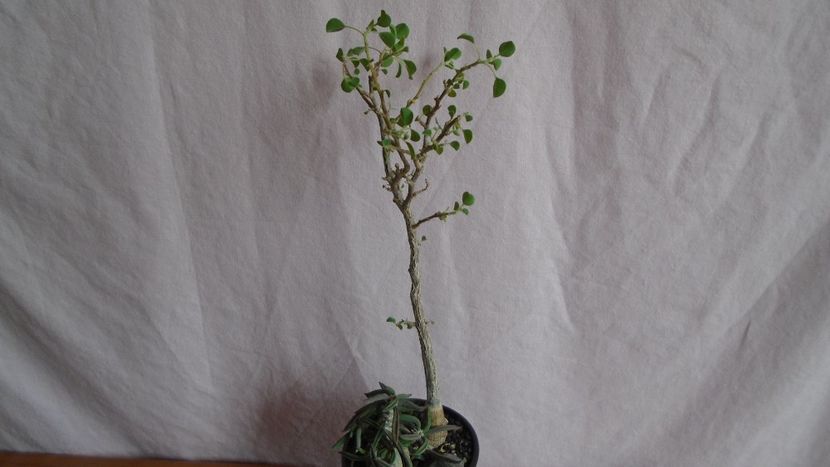 Euphorbia cylindrifolia & Euphorbia misera - Caudiciforme - pachycaule si bulboase 2021