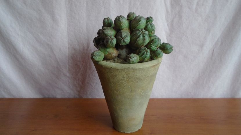 Euphorbia daisymontana (obesa x tubiglans) - Caudiciforme - pachycaule si bulboase 2021