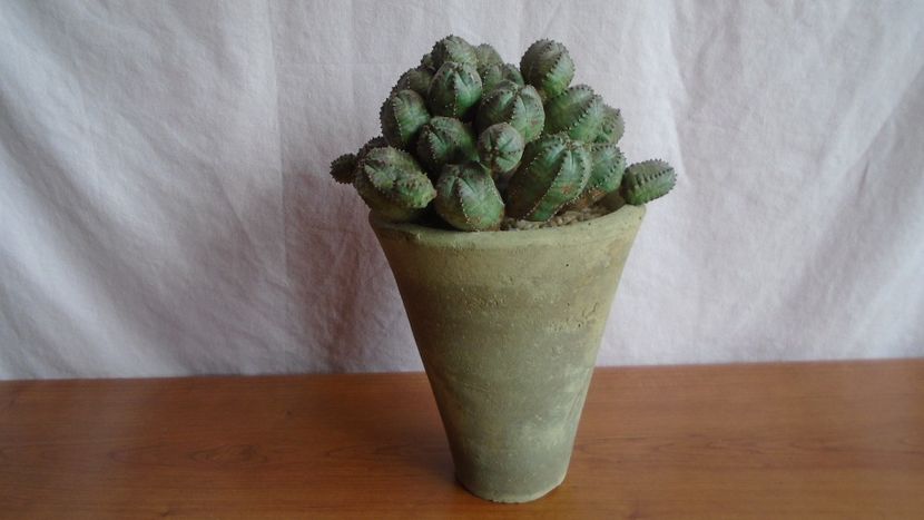 Euphorbia daisymontana (obesa x tubiglans) - Caudiciforme - pachycaule si bulboase 2021