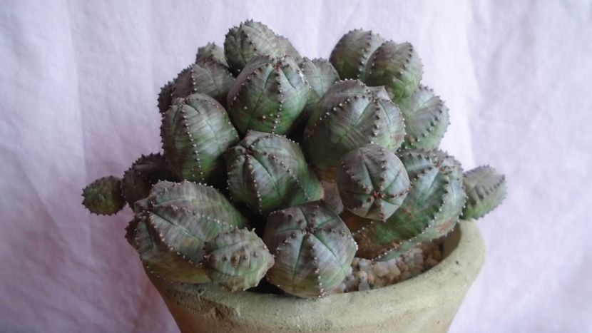 Euphorbia daisymontana (obesa x tubiglans) - Caudiciforme - pachycaule si bulboase 2021
