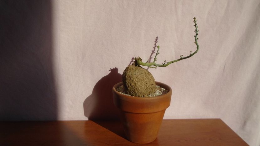 Stepfania cepharantha v. hayata - Caudiciforme - pachycaule si bulboase 2021