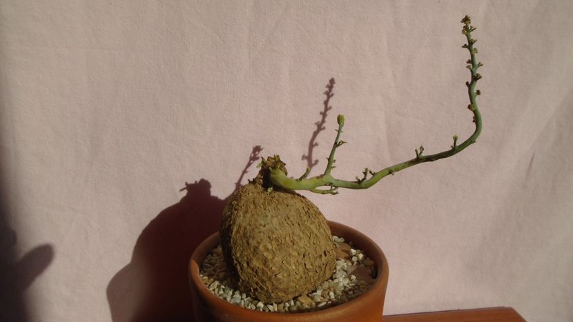 Stepfania cepharantha v. hayata - Caudiciforme - pachycaule si bulboase 2021