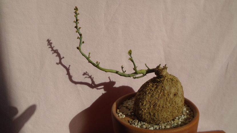 Stepfania cepharantha v. hayata - Caudiciforme - pachycaule si bulboase 2021