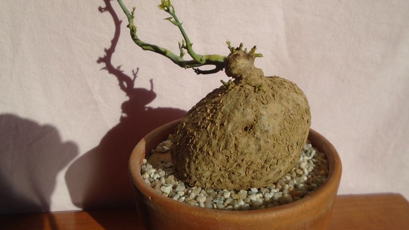 Stepfania cepharantha v. hayata - Caudiciforme - pachycaule si bulboase 2021