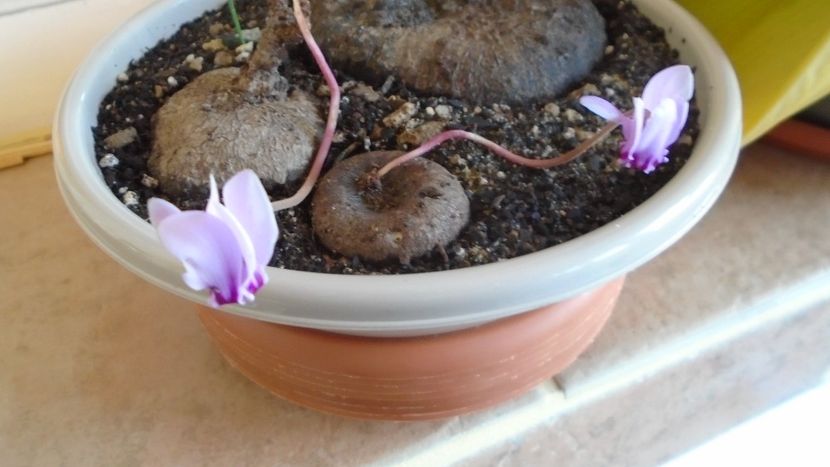 Cyclamen repandum + Pungitopo, regiunea muntoasa din N. Italiei - Caudiciforme - pachycaule si bulboase 2021