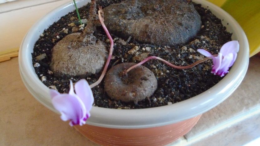 Cyclamen repandum + Pungitopo, regiunea muntoasa din N. Italiei - Caudiciforme - pachycaule si bulboase 2021