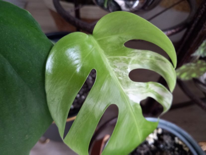  - Plante verzi de apartament