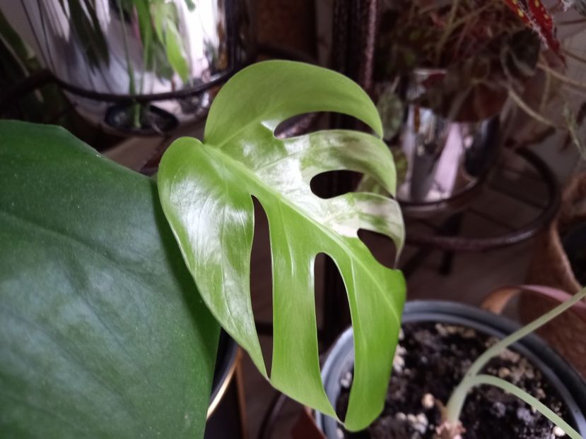  - Plante verzi de apartament