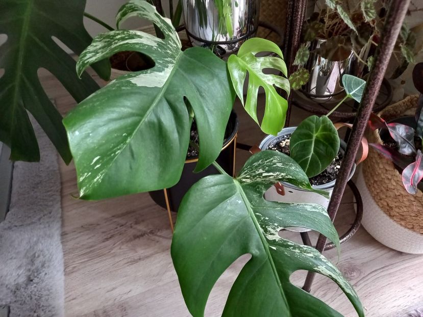  - Plante verzi de apartament