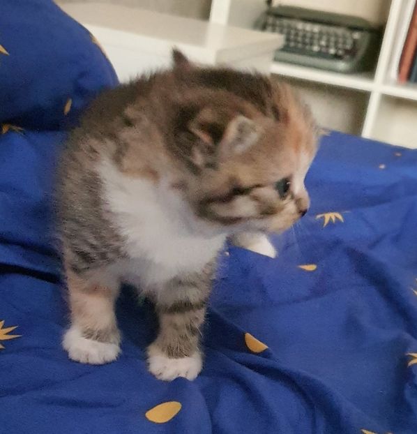  - Pisicute căței și altele