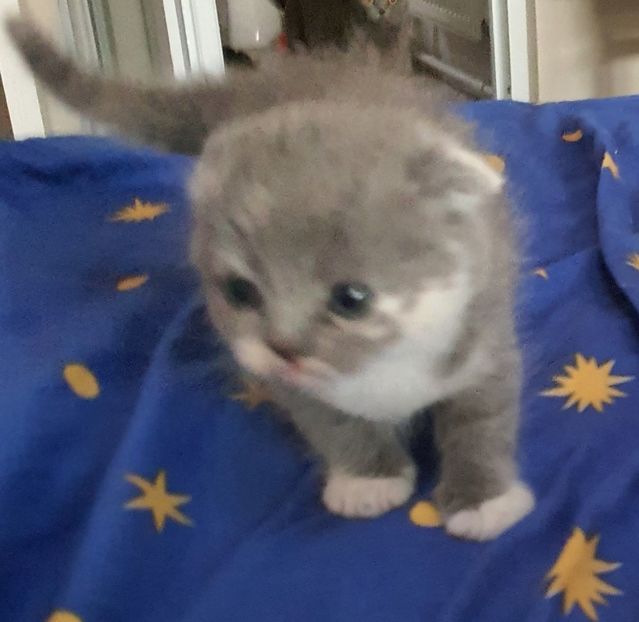  - Pisicute căței și altele